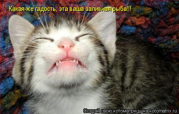 Какая-же гадость, эта ваша заливная рыба!!!... Котоматрица: Какая-же гадость, эта ваша заливная рыба!!!