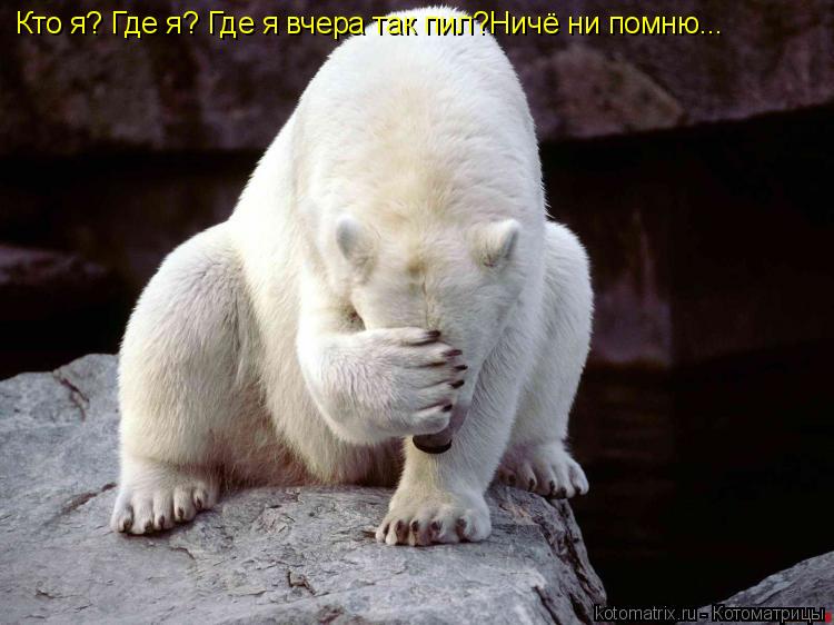 Кто я? Где я? Где я вчера так пил?Ничё ни помню...... Котоматрица: Кто я? Где я? Где я вчера так пил?Ничё ни помню...