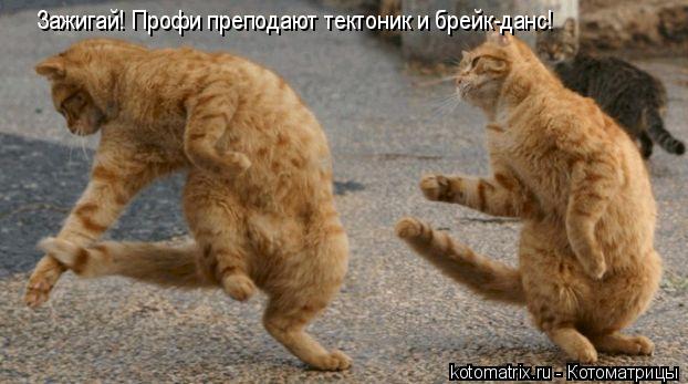 Зажигай! Профи преподают тектоник и брейк-данс!... Котоматрица: Зажигай! Профи преподают тектоник и брейк-данс!