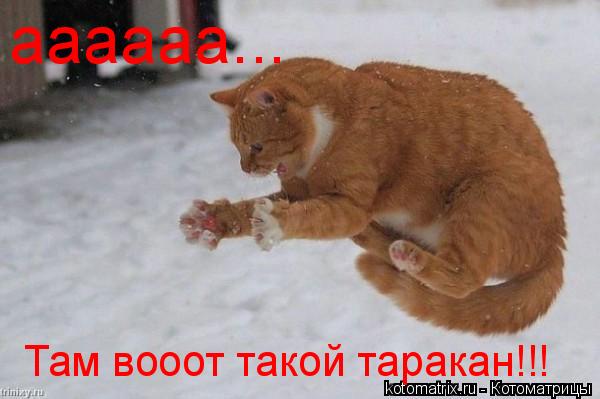 Котоматрица: аааааа... Там вооот такой таракан!!! Там вооот такой таракан!!!