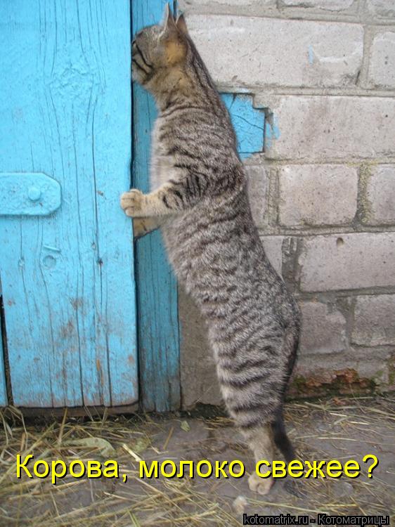 Корова, молоко свежее?... Котоматрица: Корова, молоко свежее?