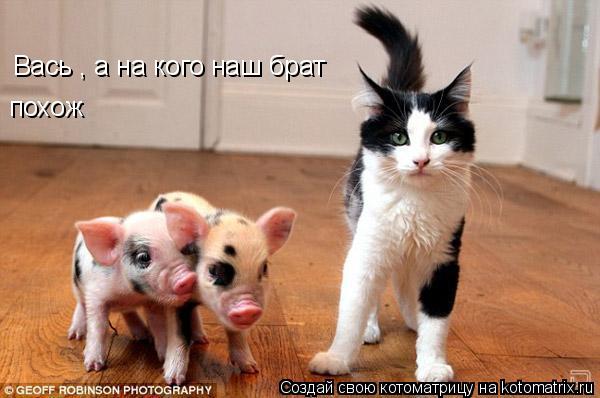 Вась , а на кого наш брат похож... Котоматрица: Вась , а на кого наш брат похож