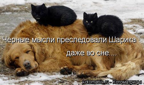 Черные мысли преследовали Шарика даже во сне…...... Котоматрица: Черные мысли преследовали Шарика даже во сне…...
