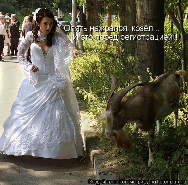 -Опять нажрался, козёл... И это перед регистрацией!!!... Котоматрица: -Опять нажрался, козёл... И это перед регистрацией!!!