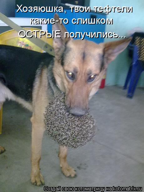 Хозяюшка, твои тефтели какие-то слишком ОСТРЫЕ получились...... Котоматрица: Хозяюшка, твои тефтели какие-то слишком ОСТРЫЕ получились...