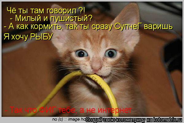 Чё ты там говорил ?! - Милый и пушистый? - А как кормить, так ты сразу СупчеГ варишь Я хочу РЫБУ - ... Котоматрица: Чё ты там говорил ?! - Милый и пушистый? - А как кормить, так ты сразу СупчеГ варишь Я хочу РЫБУ - Так что ФИГ тебе, а не интернет