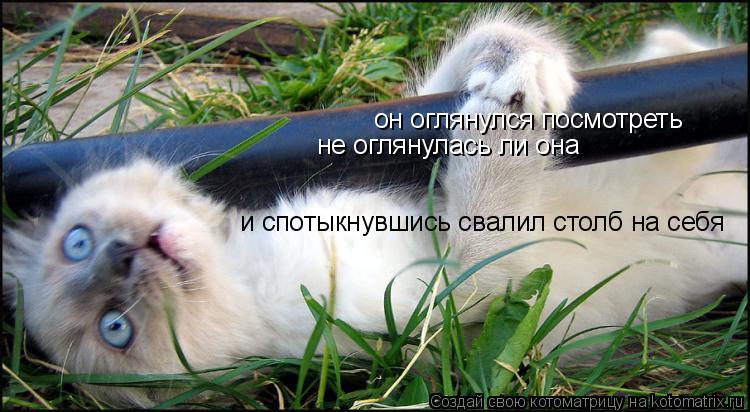 Котоматрица: он оглянулся посмотреть  не оглянулась ли она и спотыкнувшись свалил столб на себя
