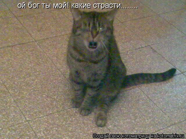 Котоматрица: ой бог ты мой! какие страсти........