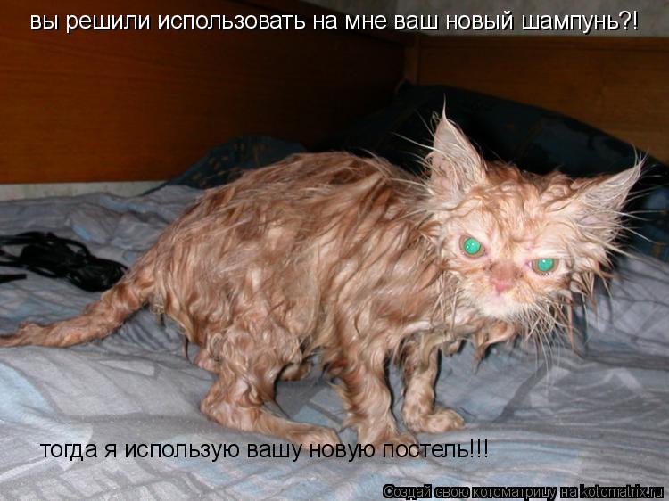 Котоматрица: вы решили использовать на мне ваш новый шампунь?! тогда я использую вашу новую постель!!!