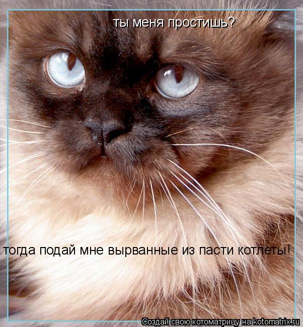 Котоматрица: ты меня простишь? тогда подай мне вырванные из пасти котлеты!