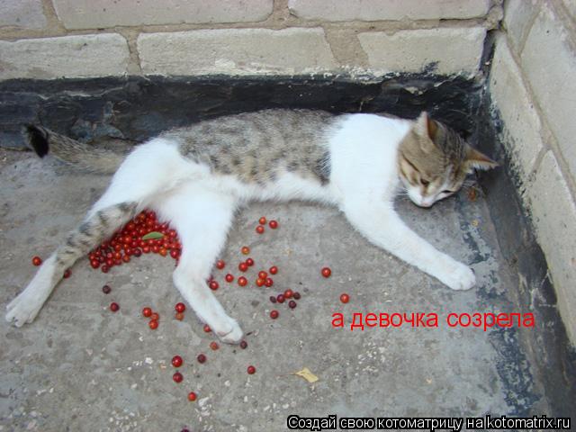 Котоматрица: а девочка созрела
