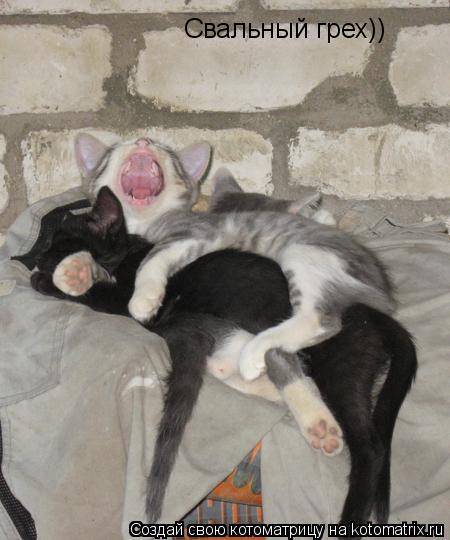 Котоматрица: Свальный грех))