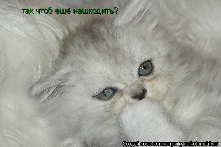 Котоматрица: так чтоб ещё нашкодить?