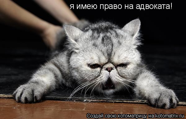 Котоматрица: я имею право на адвоката!