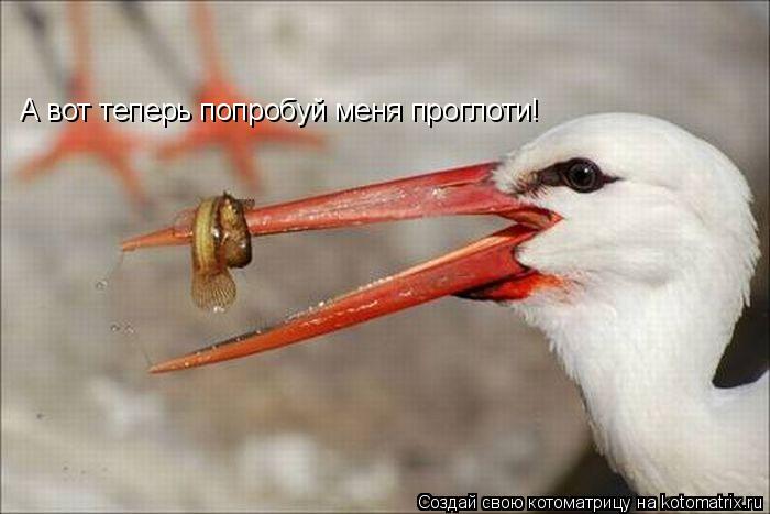 Котоматрица: А вот теперь попробуй меня проглоти!