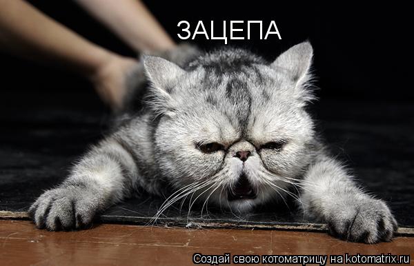 Котоматрица: ЗАЦЕПА