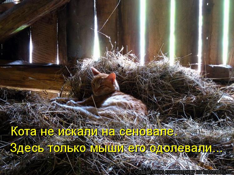 Котоматрица: Кота не искали на сеновале. Здесь только мыши его одолевали...