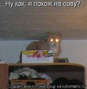Котоматрица: Ну как, я похож на сову?
