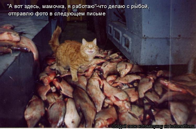 "А вот здесь, мамочка, я работаю"-что делаю с рыбой, отправлю фото в следующем письме... Котоматрица: "А вот здесь, мамочка, я работаю"-что делаю с рыбой, отправлю фото в следующем письме