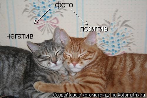 фото негатив позитив -------> <-------... Котоматрица: фото негатив позитив -------> <-------