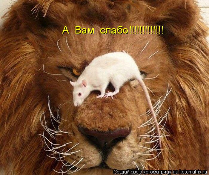 А Вам слабо!!!!!!!!!!!!!... Котоматрица: А Вам слабо!!!!!!!!!!!!!