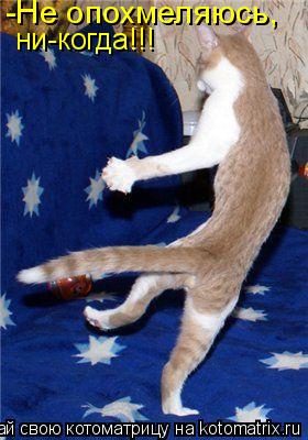 -Не опохмеляюсь, ни-когда!!!... Котоматрица: -Не опохмеляюсь, ни-когда!!!