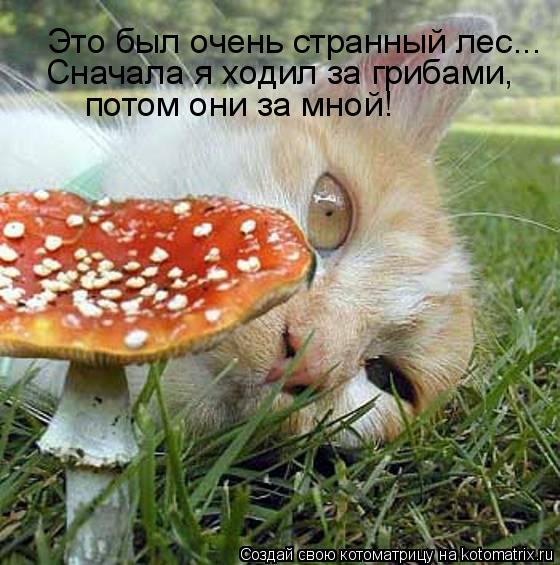 Котоматрица: Это был очень странный лес... Сначала я ходил за грибами, потом они за мной!