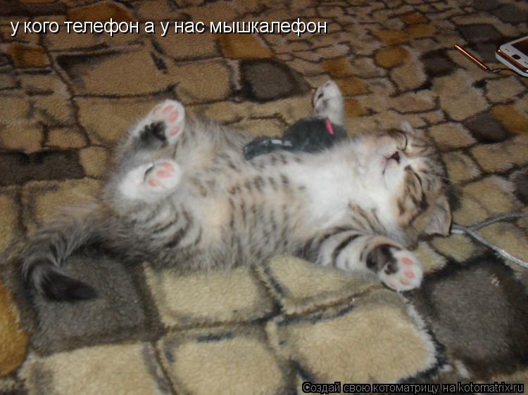 у кого телефон а у нас мышкалефон... Котоматрица: у кого телефон а у нас мышкалефон