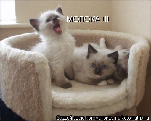 Котоматрица: МОЛОКА !!!