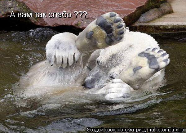 Котоматрица: А вам так слабо ???