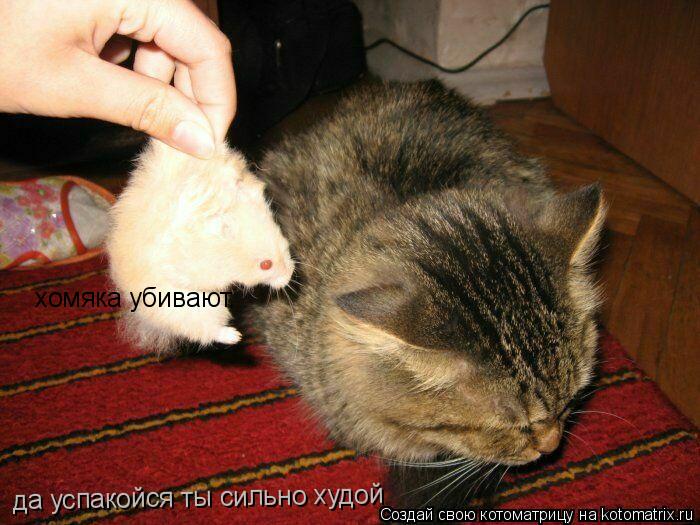 Котоматрица: хомяка убивают. да успакойся ты сильно худой