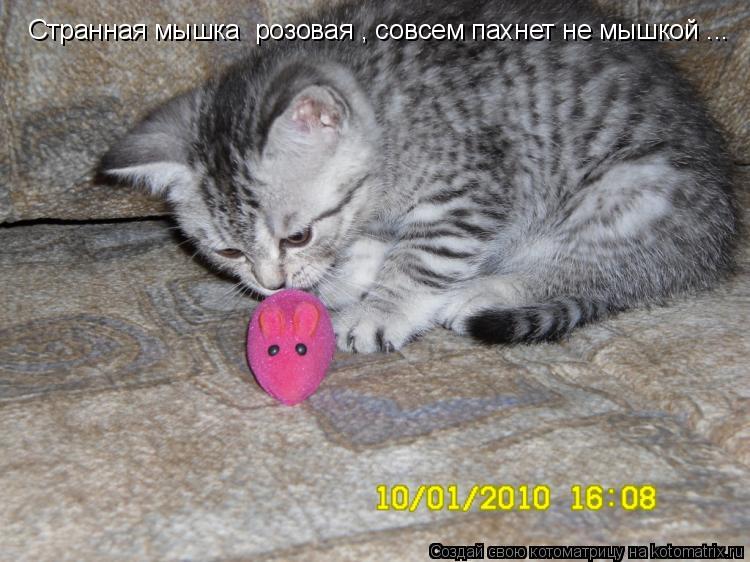 Котоматрица: Странная мышка  розовая , совсем пахнет не мышкой ...