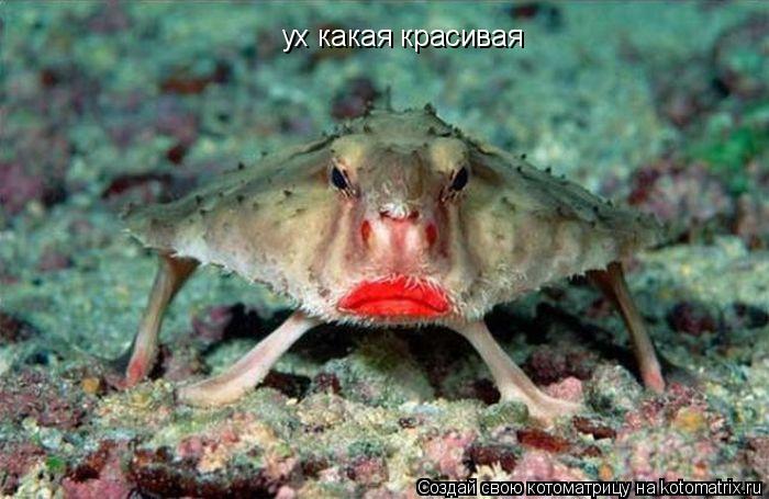 Котоматрица: ух какая красивая