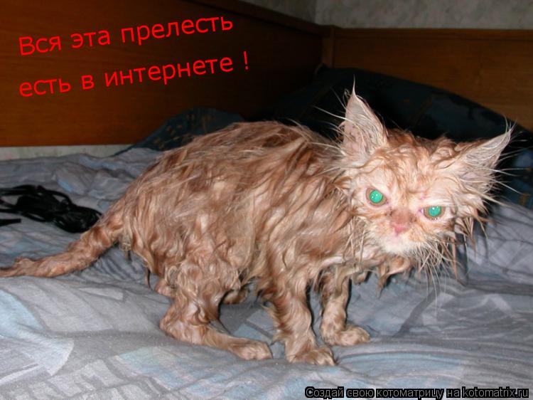 Котоматрица: Вся эта прелесть есть в интернете !