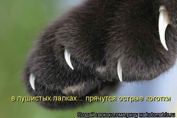Котоматрица: в пушистых лапках... прячутся острые коготки
