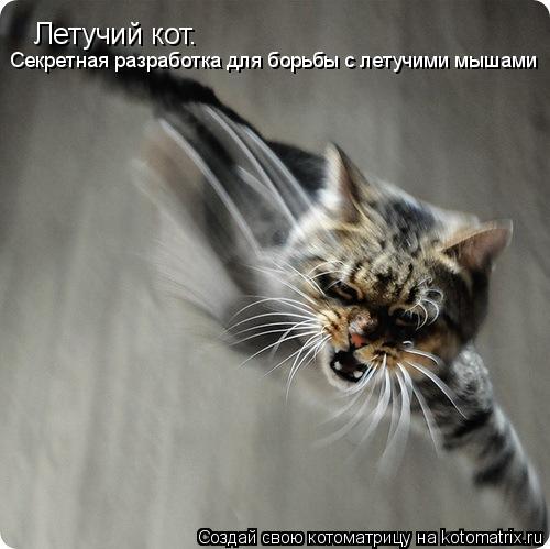Летучий кот. Секретная разработка для борьбы с летучими мышами... Котоматрица: Летучий кот. Секретная разработка для борьбы с летучими мышами
