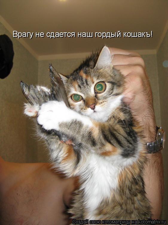Врагу не сдается наш гордый кошакъ!... Котоматрица: Врагу не сдается наш гордый кошакъ!