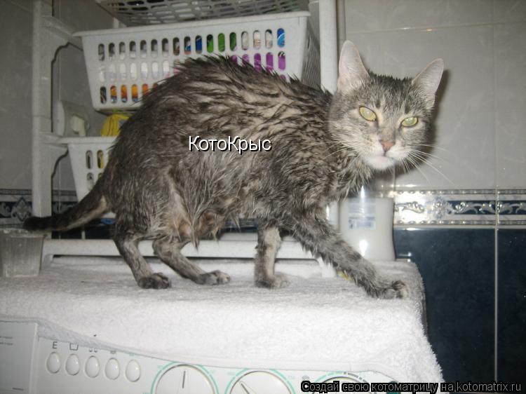 КотоКрыс... Котоматрица: КотоКрыс