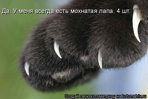 Да. У меня всегда есть мохнатая лапа. 4 шт.... Котоматрица: Да. У меня всегда есть мохнатая лапа. 4 шт.