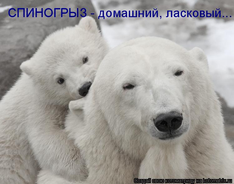СПИНОГРЫЗ - домашний, ласковый...... Котоматрица: СПИНОГРЫЗ - домашний, ласковый...