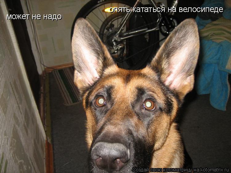 может не надо опять кататься на велосипеде... Котоматрица: может не надо опять кататься на велосипеде
