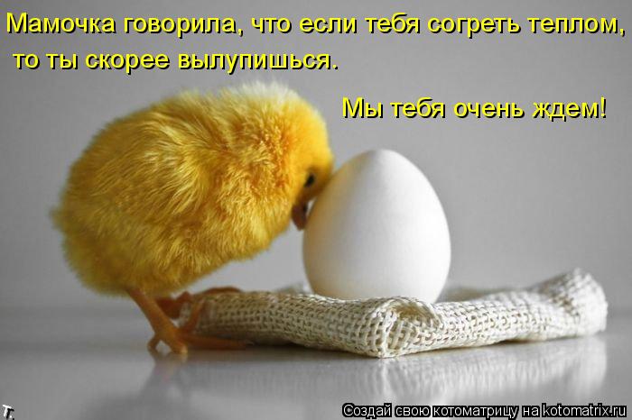Котоматрица: Мамочка говорила, что если тебя согреть теплом, то ты скорее вылупишься. Мы тебя очень ждем!
