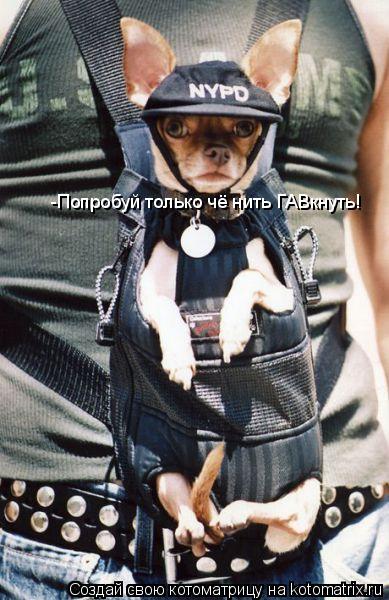 -Попробуй только чё нить ГАВкнуть!... Котоматрица: -Попробуй только чё нить ГАВкнуть!