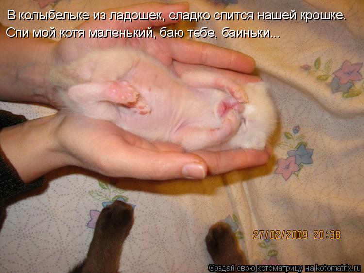Котоматрица: В колыбельке из ладошек, сладко спится нашей крошке. Спи мой котя маленький, баю тебе, баиньки...