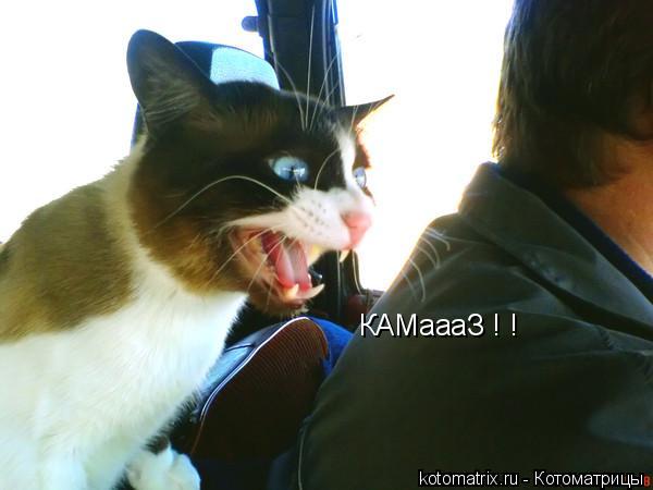 Котоматрица: КАМаааЗ ! !