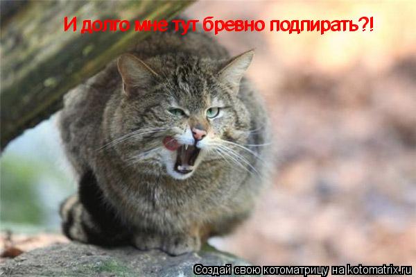 И долго мне тут бревно подпирать?! И долго мне тут бревно подпирать?!... Котоматрица: И долго мне тут бревно подпирать?! И долго мне тут бревно подпирать?!