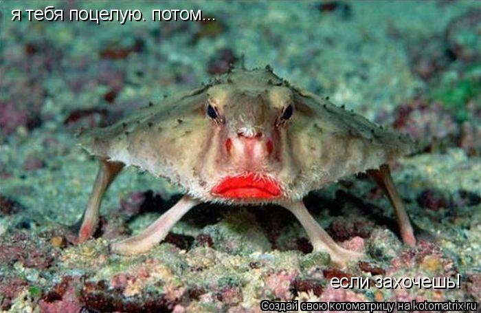 я тебя поцелую. потом... если захочешь!... Котоматрица: я тебя поцелую. потом... если захочешь!