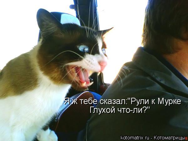 Я ж тебе сказал:"Рули к Мурке Глухой что-ли?"... Котоматрица: Я ж тебе сказал:"Рули к Мурке Глухой что-ли?"