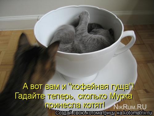 Котоматрица: А вот вам и "кофейная гуща"! Гадайте теперь, сколько Мурка принесла котят!