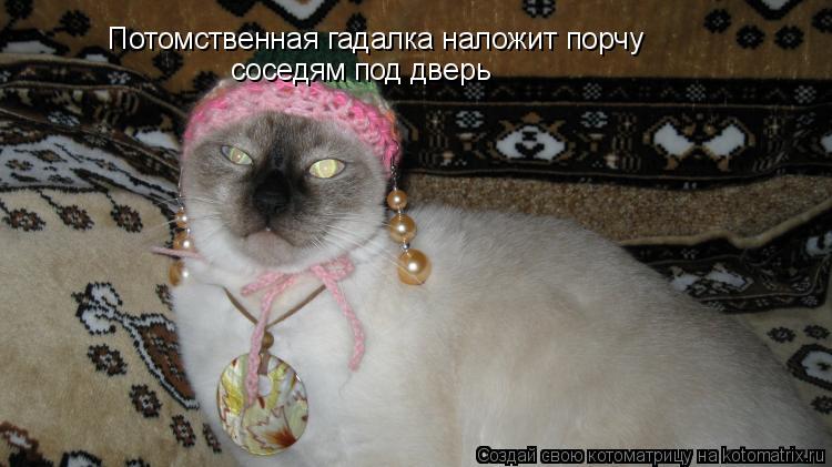 Котоматрица: Потомственная гадалка наложит порчу соседям под дверь